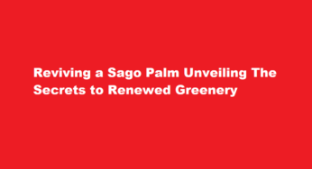 Reviving a Sago Palm Unveiling The Secrets to Renewed Greenery