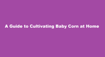 A Guide to Cultivating Baby Corn at Home