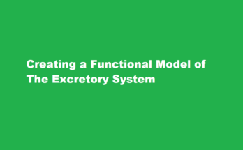 How to make a working model of excretory system