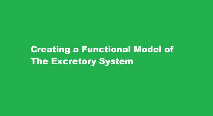How to make a working model of excretory system