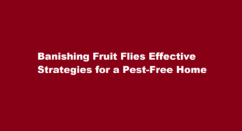 Banishing Fruit Flies Effective Strategies for a Pest-Free Home