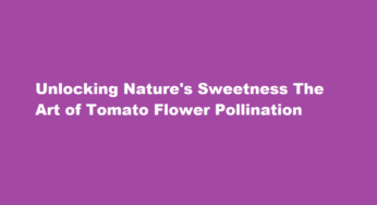 Unlocking Nature’s Sweetness The Art of Tomato Flower Pollination