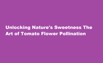 how to pollinate tomato flowers