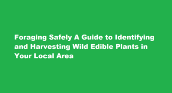 Foraging Safely A Guide to Identifying and Harvesting Wild Edible Plants in Your Local Area