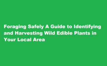 How to identify and forage wild edible plants in your local area safely