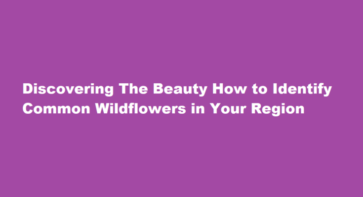 How to identify common wildflowers in your region