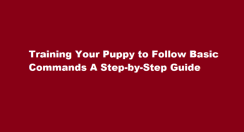 Training Your Puppy to Follow Basic Commands A Step-by-Step Guide