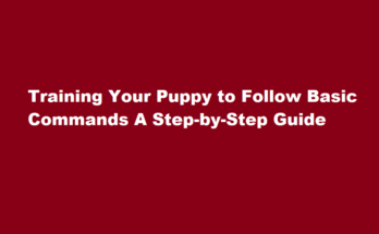 How to train a puppy to follow basic commands