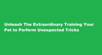 Unleash The Extraordinary Training Your Pet to Perform Unexpected Tricks