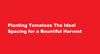 Planting Tomatoes The Ideal Spacing for a Bountiful Harvest