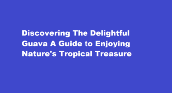 Discovering The Delightful Guava A Guide to Enjoying Nature’s Tropical Treasure