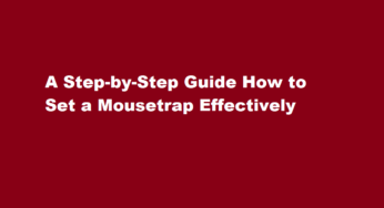 A Step-by-Step Guide How to Set a Mousetrap Effectively