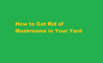 how to get rid of mushrooms in yard