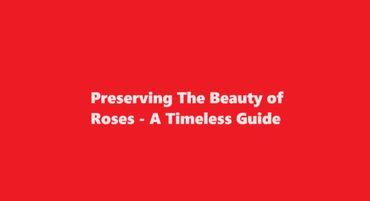 how to preserve roses