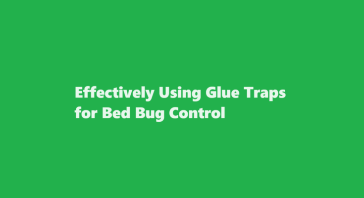 how to use glue traps for bed bugs